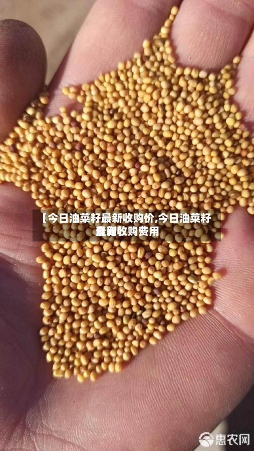 【今日油菜籽最新收购价,今日油菜籽最新收购费用
查询】-第3张图片