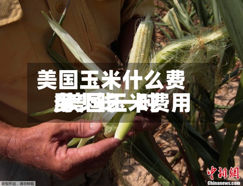 美国玉米什么费用
/美国玉米费用
多少钱一吨-第2张图片