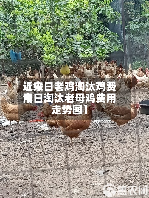 近来【今日老鸡淘汰鸡费用今日淘汰老母鸡费用走势图】-第2张图片