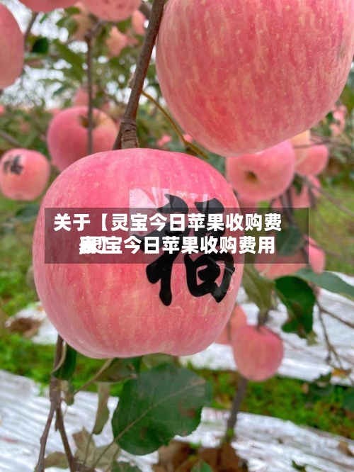 关于【灵宝今日苹果收购费用
,灵宝今日苹果收购费用
表】-第2张图片