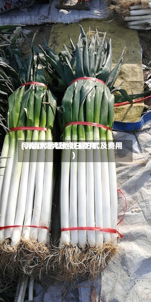 河南濮阳大葱今日费用(河南大葱基地联系方式及费用)-第2张图片