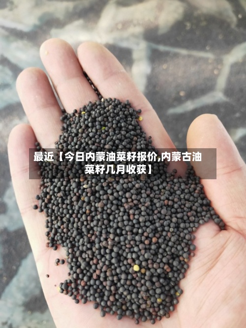 最近【今日内蒙油菜籽报价,内蒙古油菜籽几月收获】