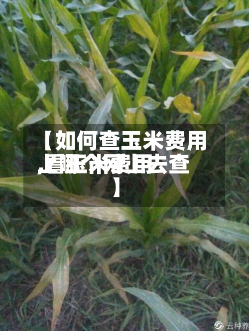 【如何查玉米费用,看玉米费用上哪个网上去查】-第3张图片