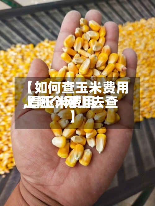 【如何查玉米费用,看玉米费用上哪个网上去查】-第2张图片