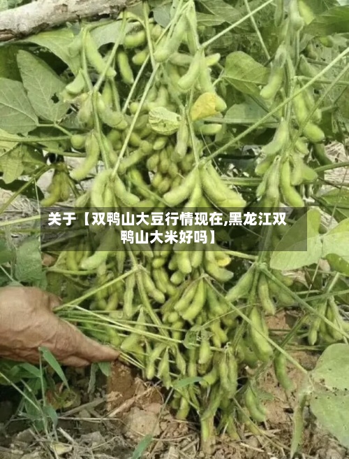 关于【双鸭山大豆行情现在,黑龙江双鸭山大米好吗】