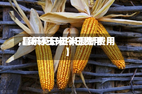 【英轩玉米今日费用,昌乐英轩玉米最新费用】