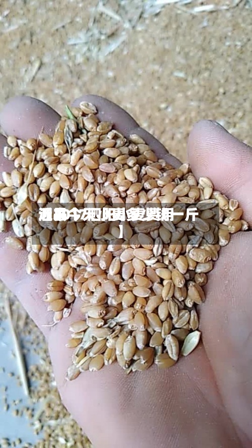 近来【2017泗阳小麦费用泗县今天小麦多少钱一斤】